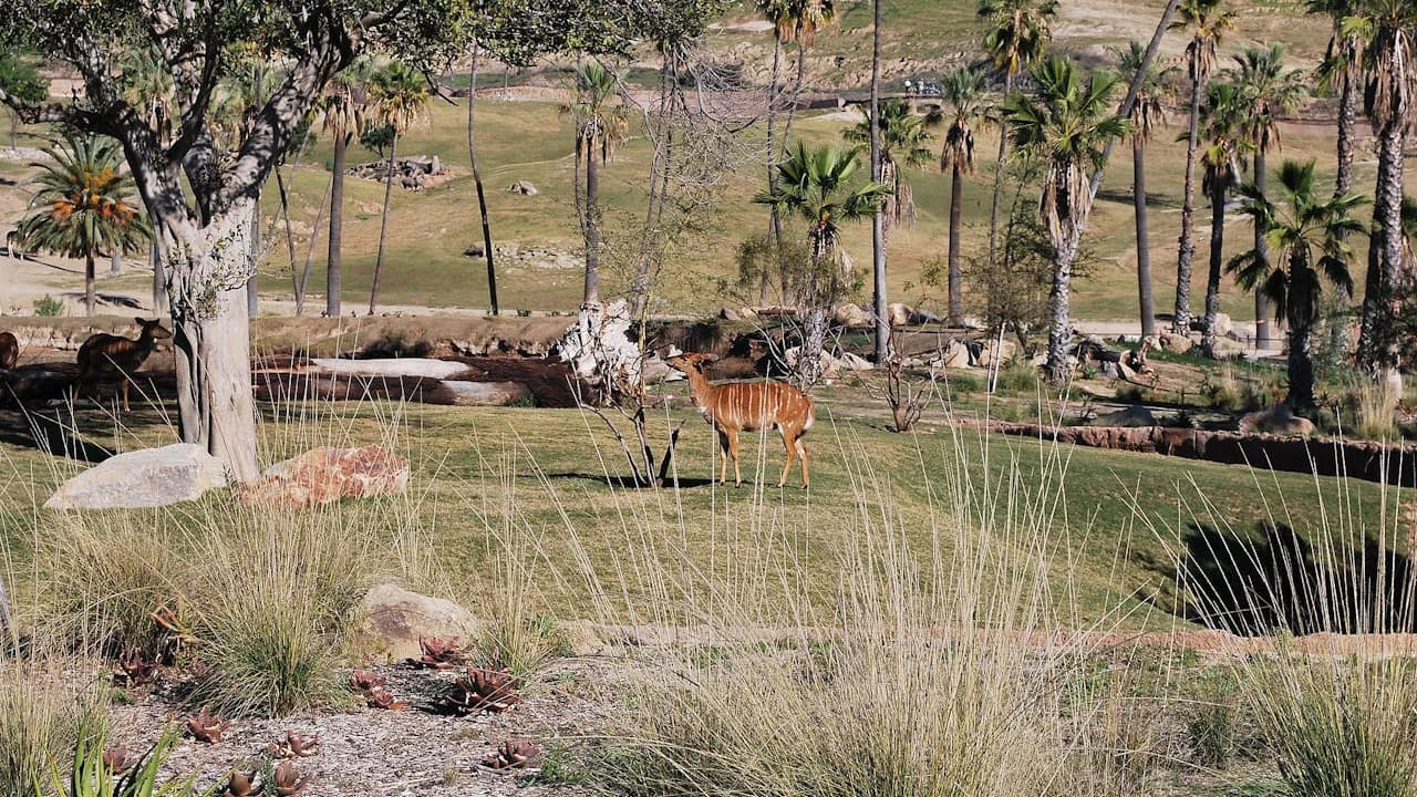San Diego Zoo Safari Park Ticket - Photo 4
