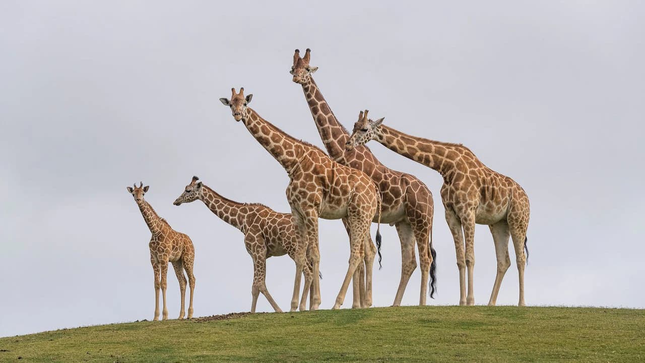 San Diego Zoo Safari Park Ticket - Photo 5