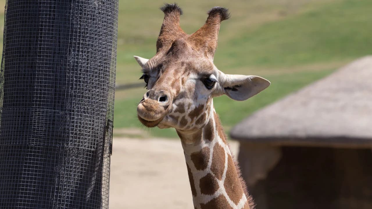 San Diego Zoo Safari Park Ticket - image 6