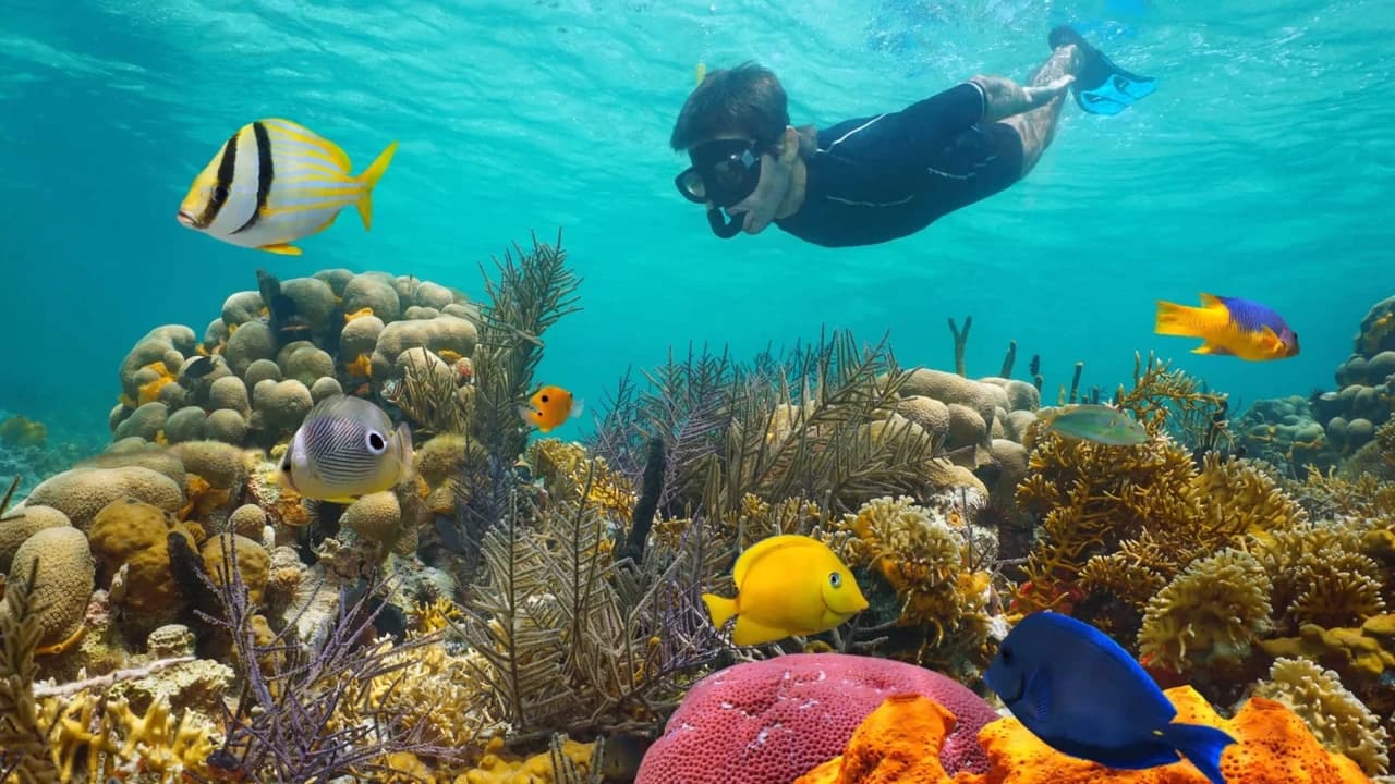 Key West: 3hr Snorkeling Experience with Unlimited Drinks