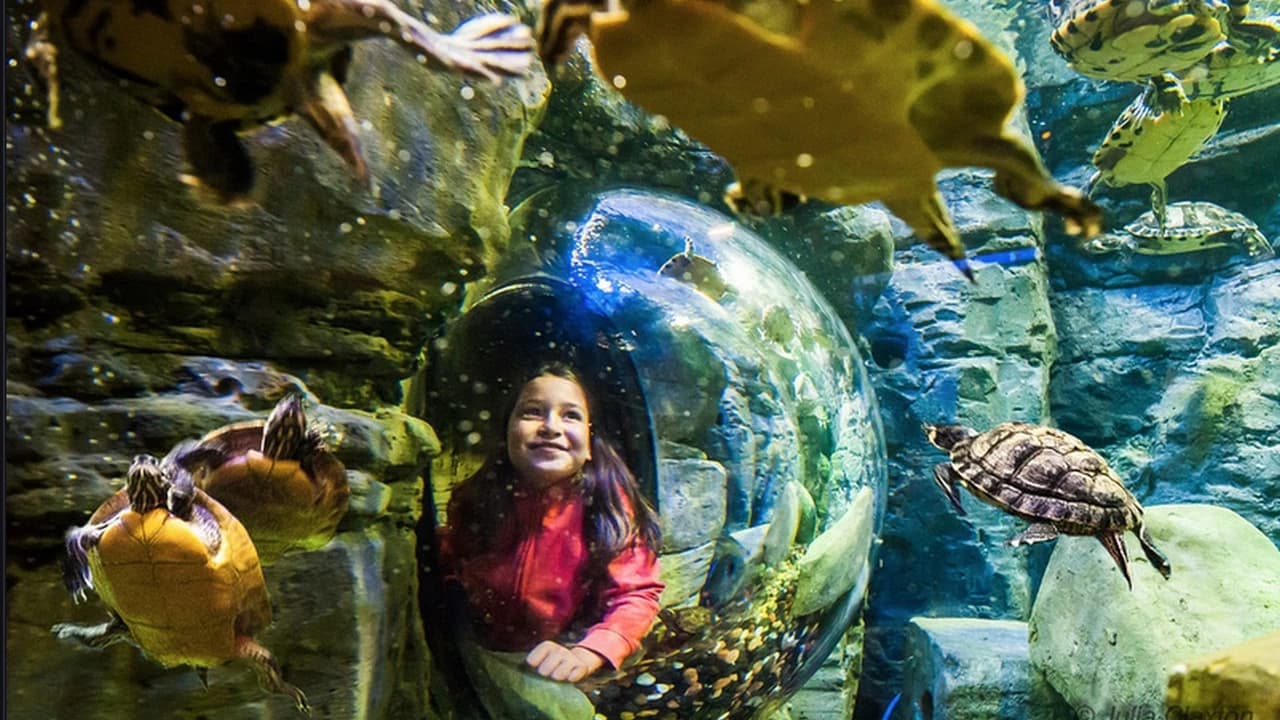 Go City San Antonio Highlights Pass: 3 Attractions - image 8