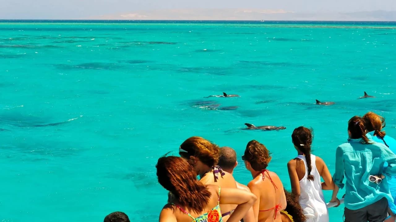 Key West: Dolphin Watching Cruise + Snorkeling + Drinks - image 6