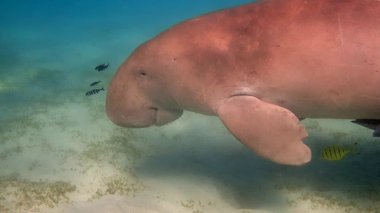 Miami: Snorkeling Adventure off a Secluded Island from South Beach - Photo 5