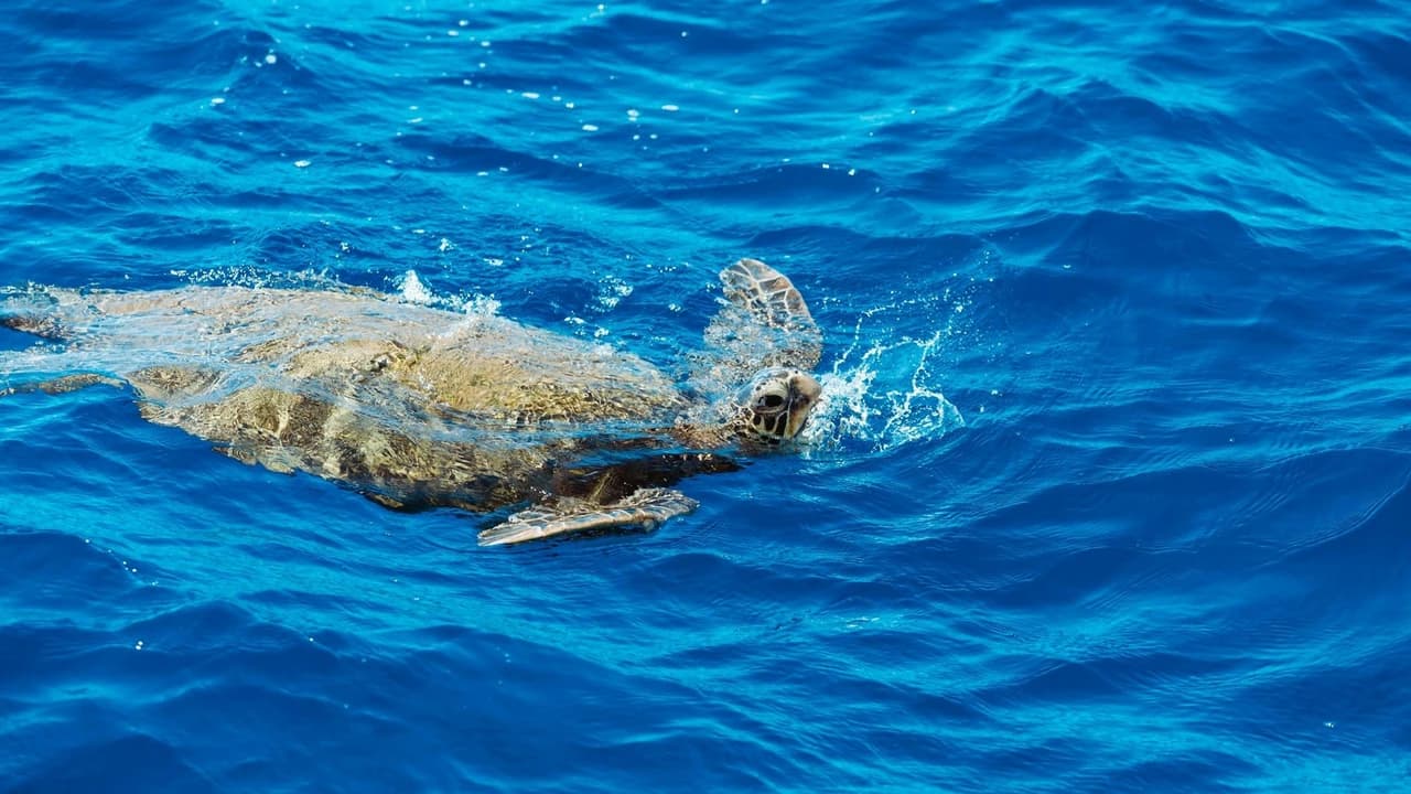 Waikiki: Daytime Glass Bottom Boat Tour - image 8