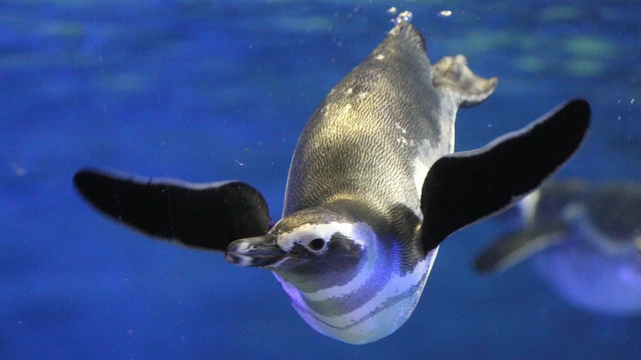COMBO: Tokyo Skytree + Sumida Aquarium - Photo 4