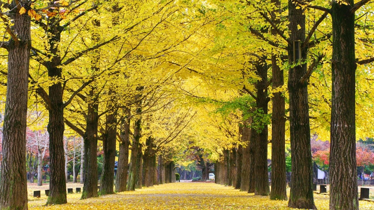 Nami Island Shuttle Bus Transfers from Seoul