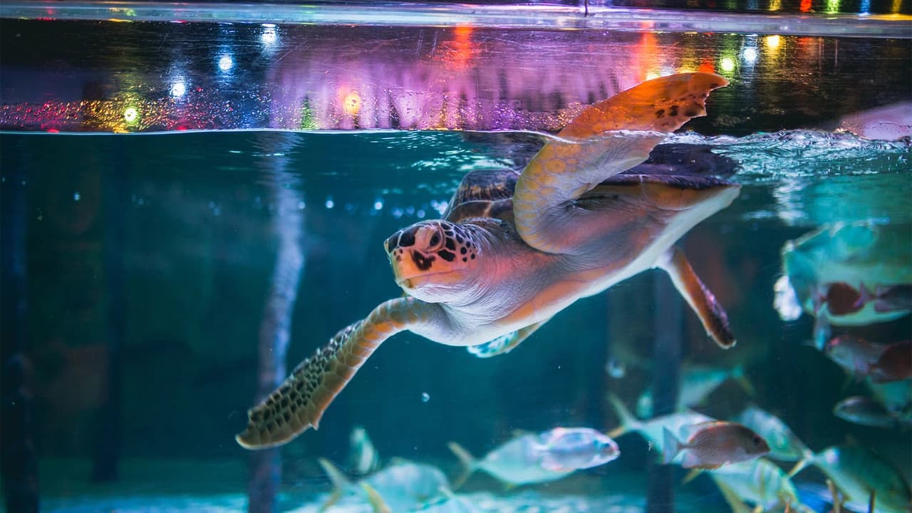 COMBO: SEA LIFE Bangkok Ocean World + Madame Tussauds Bangkok Tickets - Photo 2