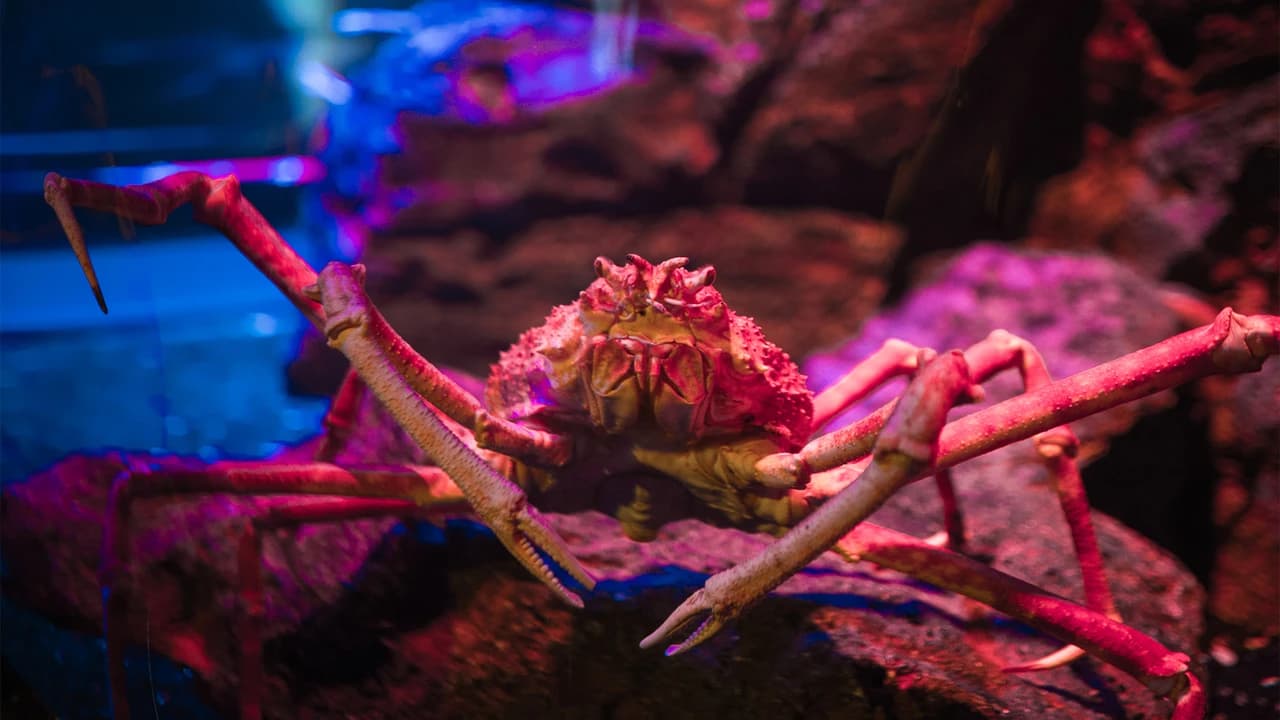 COMBO: SEA LIFE Bangkok Ocean World + Madame Tussauds Bangkok Tickets - Photo 4