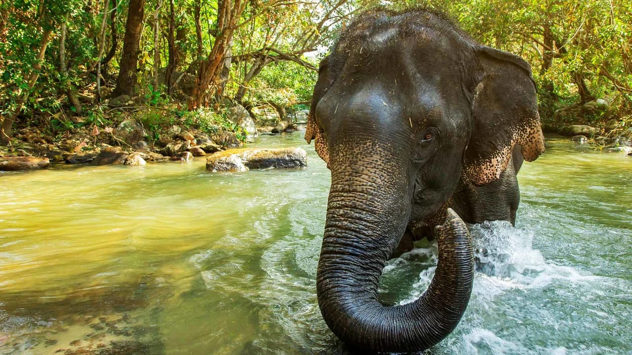 Elephant Jungle Sanctuary Chiang Mai - Photo 3
