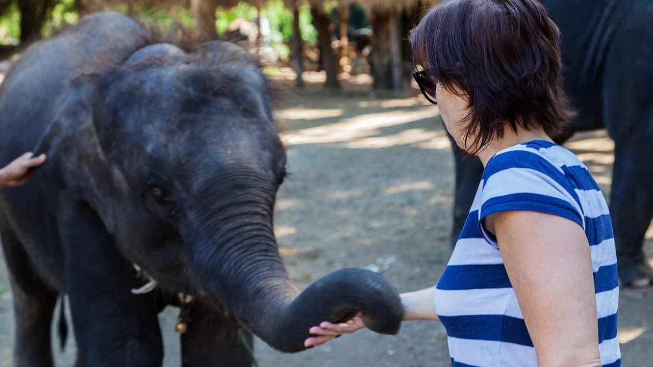 Elephant Jungle Sanctuary Chiang Mai - Photo 4