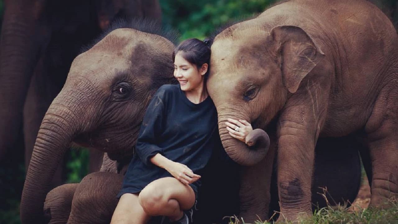 Elephant Jungle Sanctuary Chiang Mai - image 8