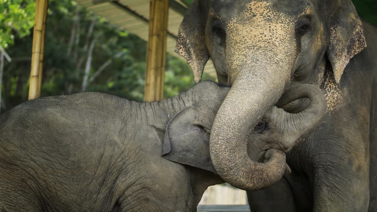 Elephant Jungle Sanctuary Pattaya