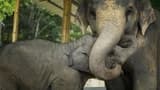 Elephant Jungle Sanctuary Pattaya - image 8