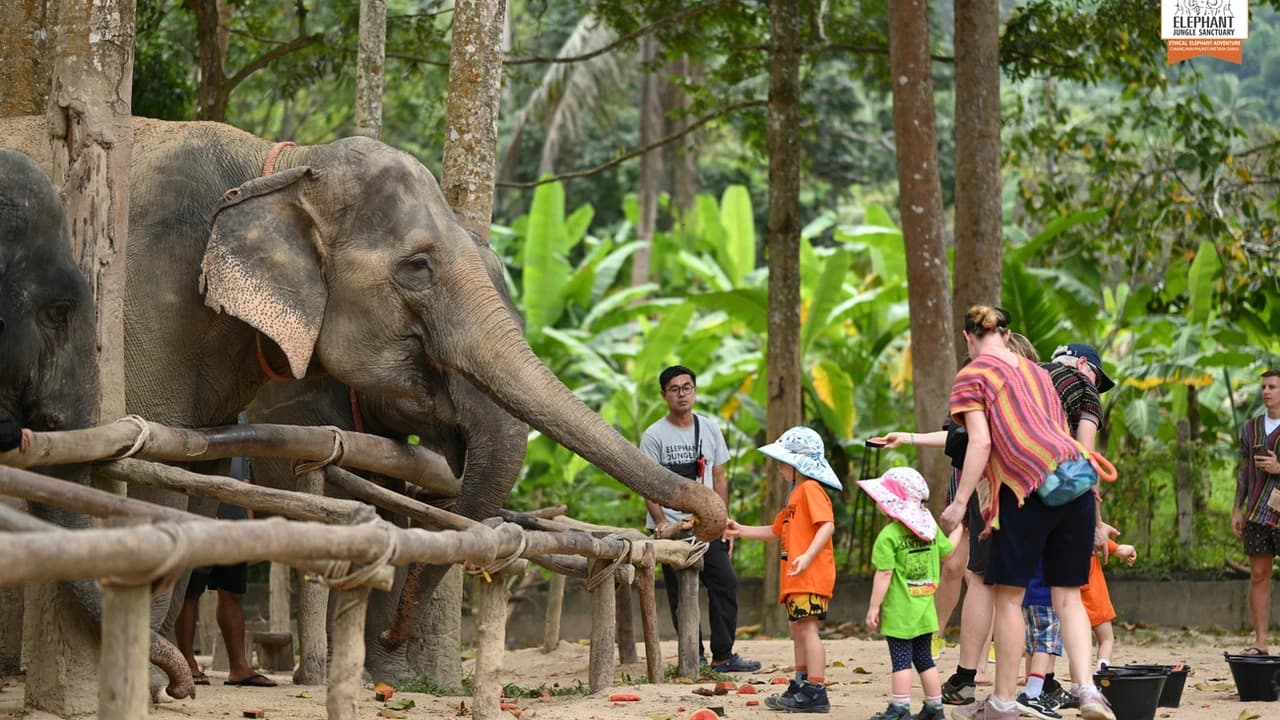 Elephant Jungle Sanctuary Koh Samui
