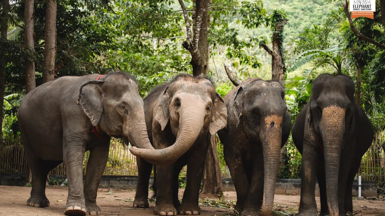 Elephant Jungle Sanctuary Koh Samui - Photo 2