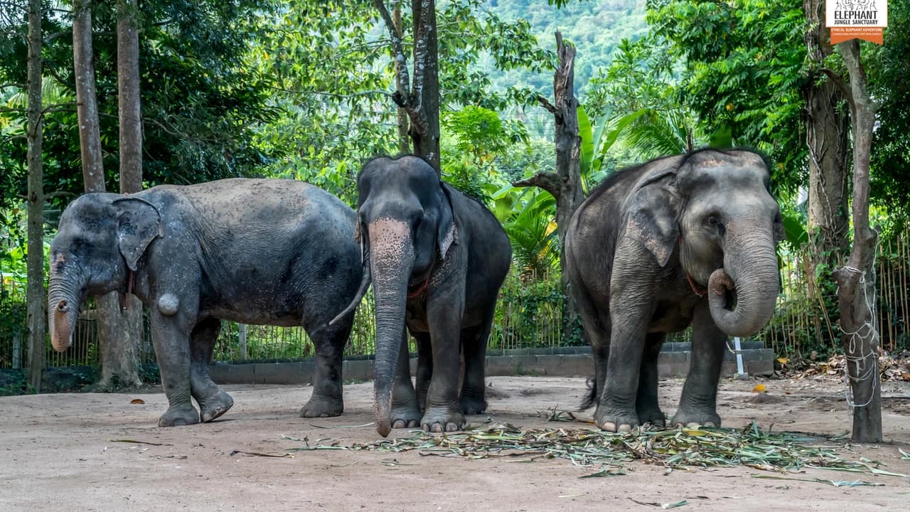 Elephant Jungle Sanctuary Koh Samui - Photo 4