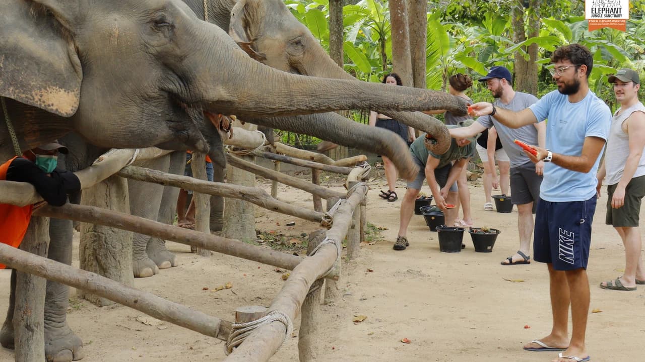 Elephant Jungle Sanctuary Koh Samui - image 7