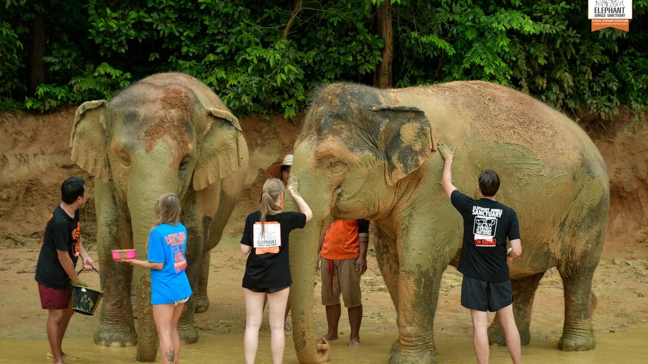 Elephant Jungle Sanctuary Phuket - Photo 5