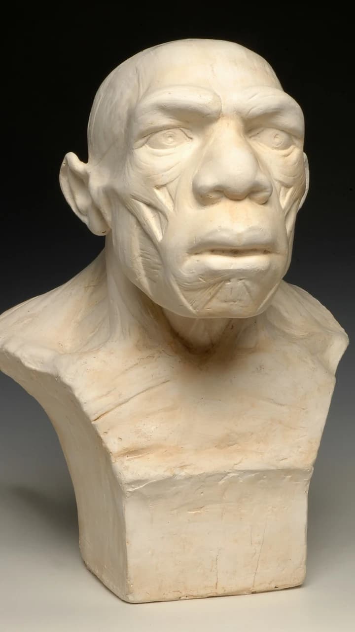 Musée de l'Homme - Photo 4