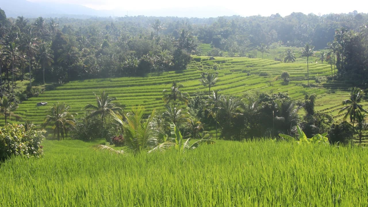 Kuta Jatiluwih Rice Terraces Private Full-Day Tour - Photo 2