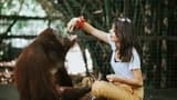 Lombok Wildlife Park Orangutan Interaction - image 8