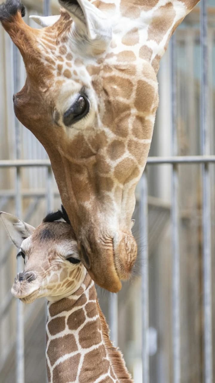 ZooParc de Beauval Ticket - image 7