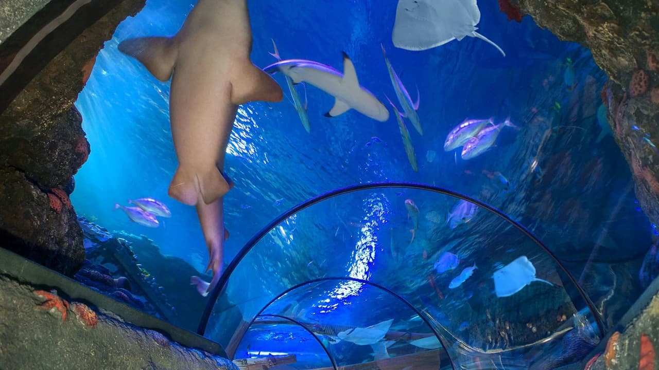Gardaland SEA LIFE Aquarium Ticket - Photo 3