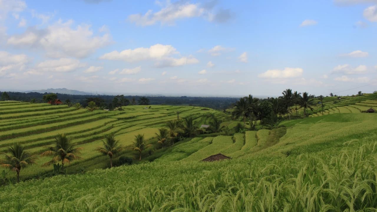 Ulun Danu Beratan, Jatiluwih Rice Terraces, and Tanah Lot Day Trip - Photo 3