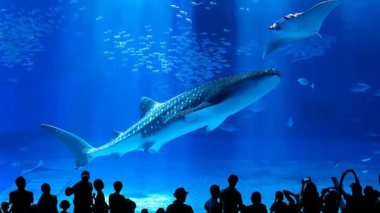 Okinawa Churaumi Aquarium Ticket
