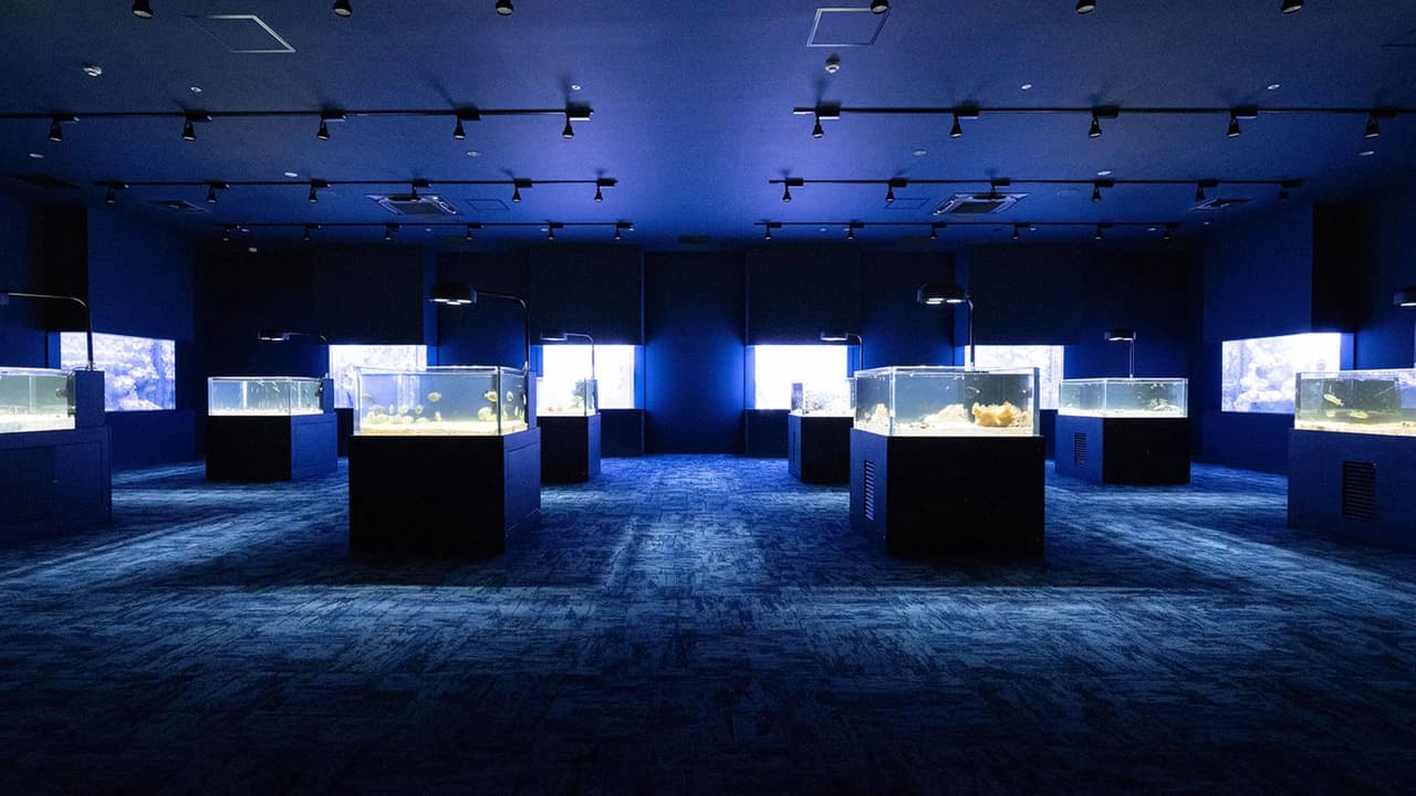 Okinawa DMM Kariyushi Aquarium - Photo 5