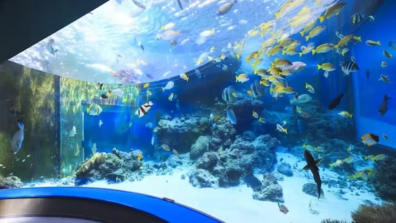 Okinawa Churaumi Aquarium Ticket - Photo 3