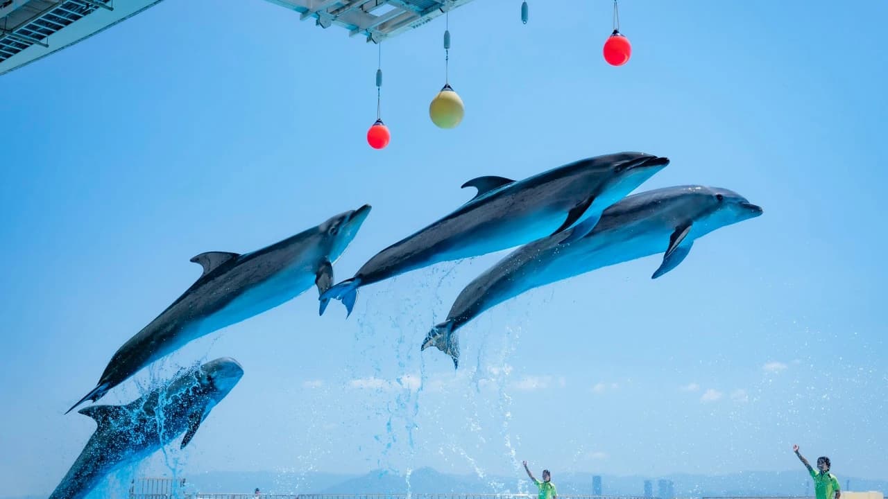 Marine World Uminonakamichi