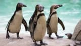 London Zoo - image 7