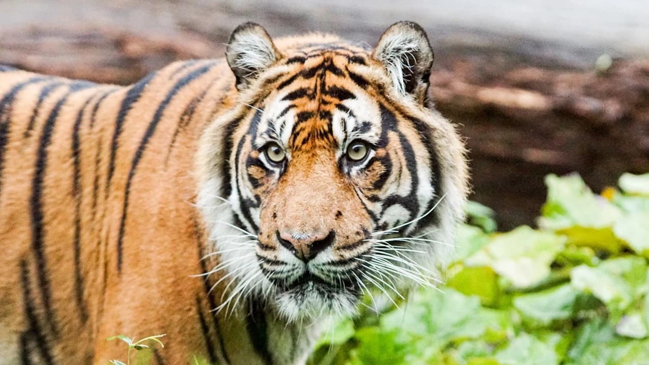 London Zoo - Photo 2
