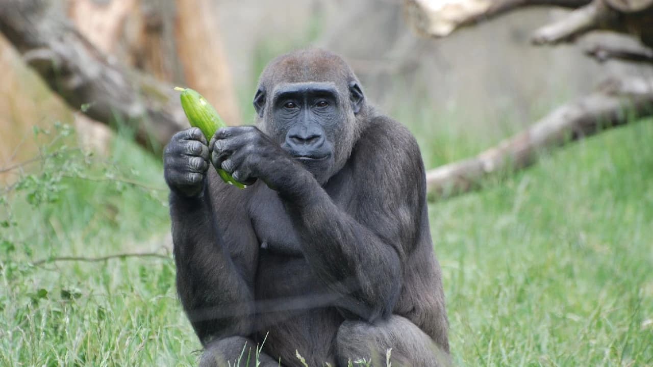 London Zoo - Photo 5