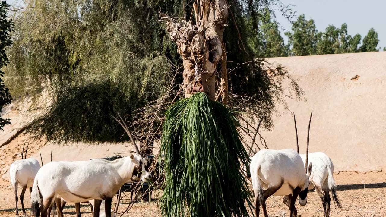 Dubai Safari Park  - image 8