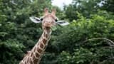 ZSL Whipsnade Zoo - image 6