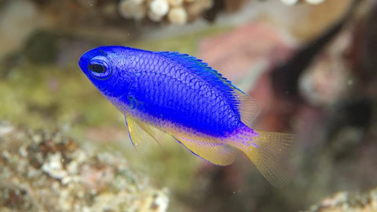 Okinawa Miyakojima Undersea Park - image 6