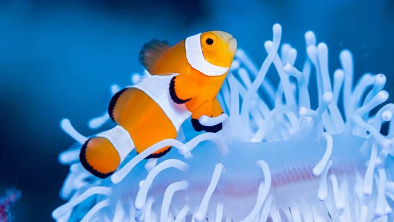 Okinawa Miyakojima Undersea Park - image 8