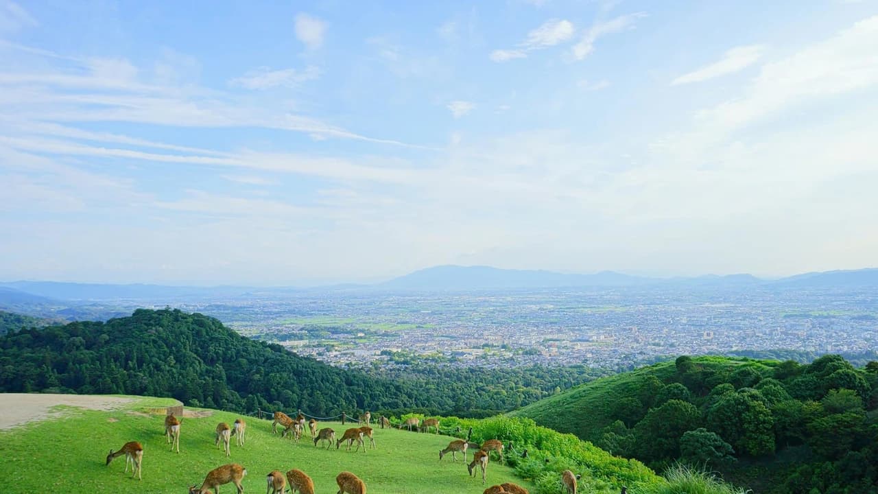 Kyoto and Nara Full-Day Tour from Kyoto - Photo 4