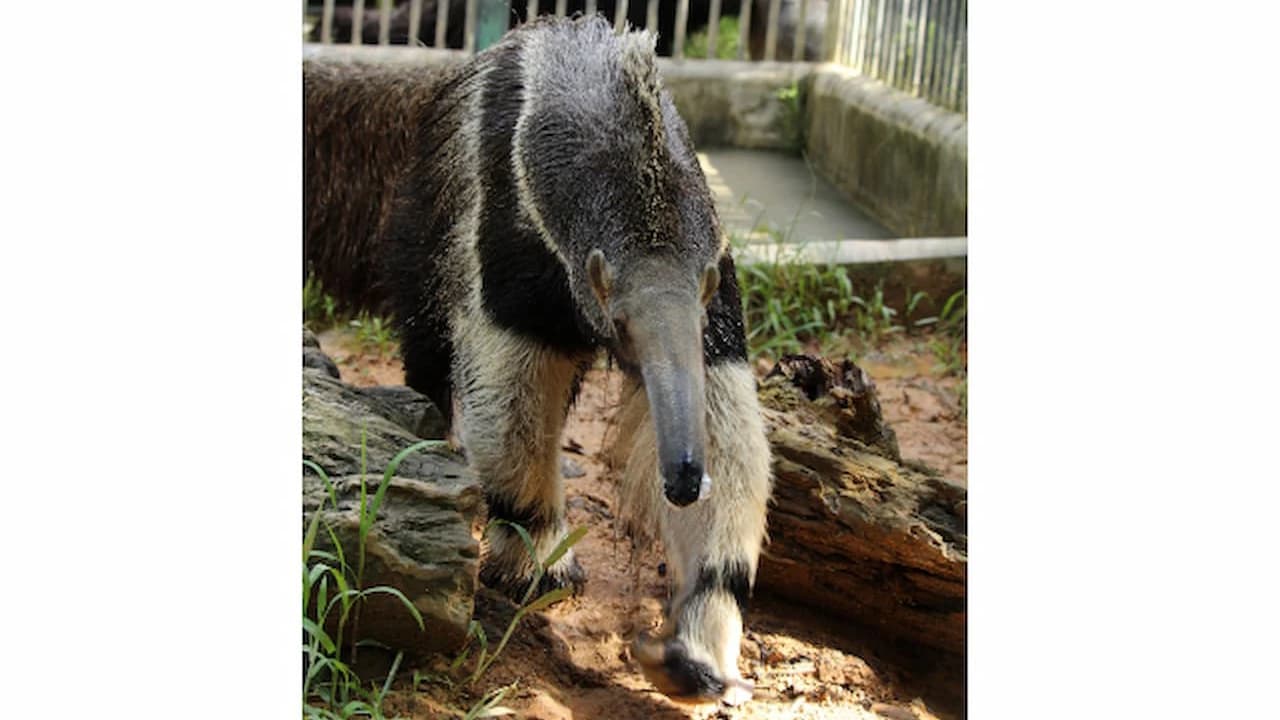Okinawa Zoo & Museum Ticket - Photo 2