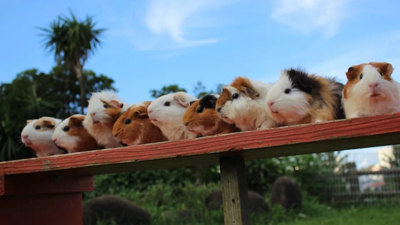 Okinawa Zoo & Museum Ticket - Photo 4