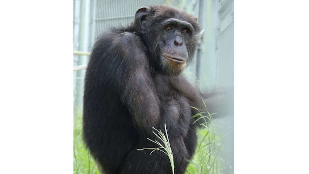 Okinawa Zoo & Museum Ticket - image 6
