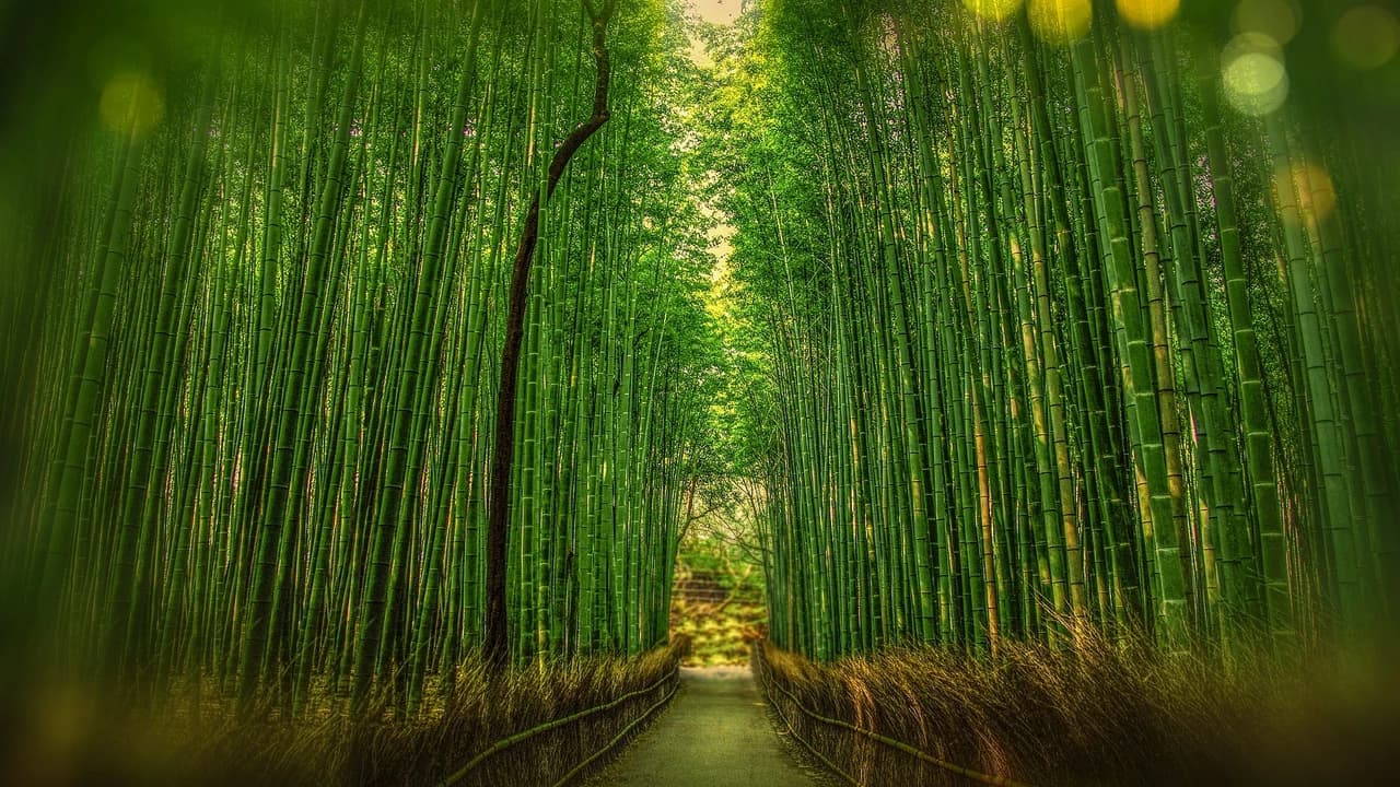 Sagano Bamboo Grove and Arashiyama Half-Day Walking Tour