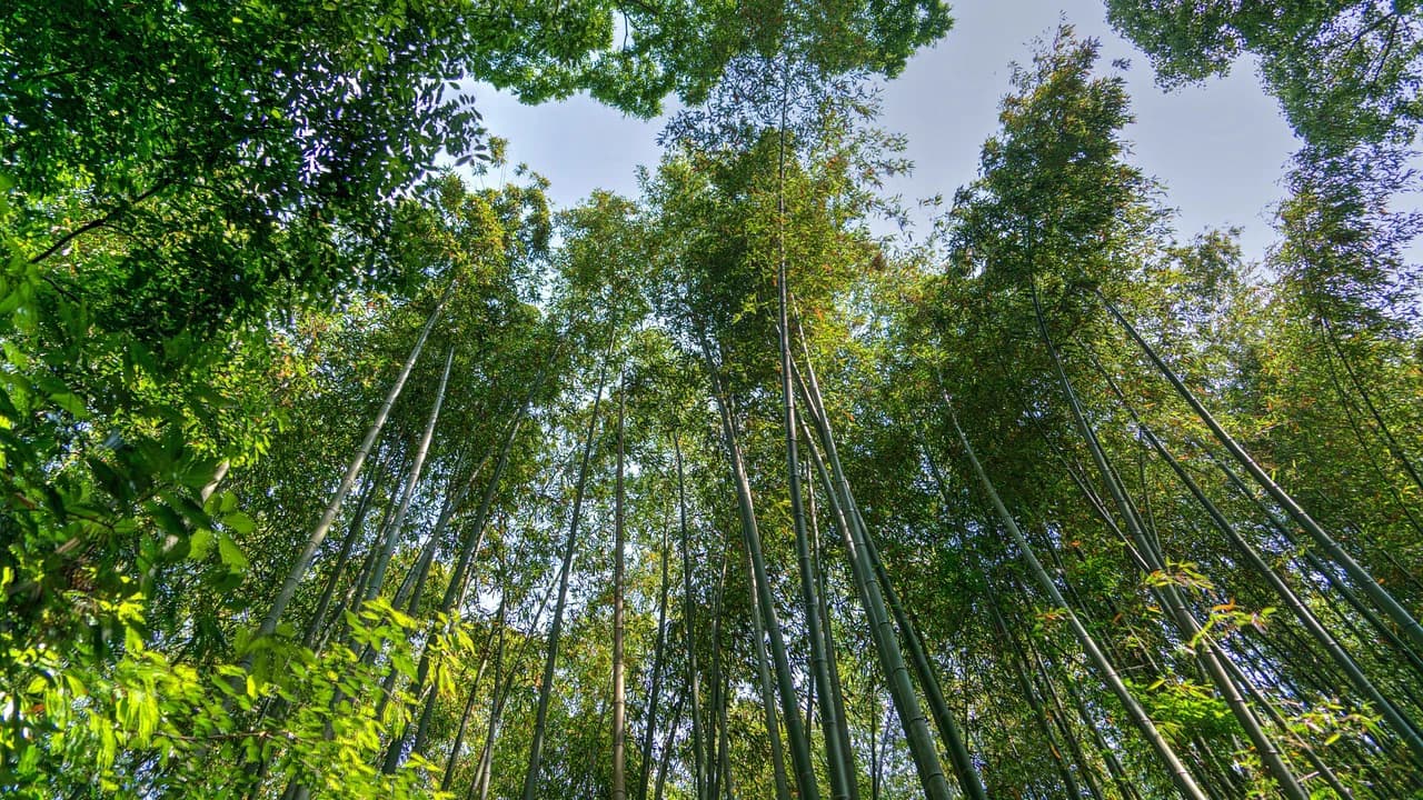 Sagano Bamboo Grove and Arashiyama Half-Day Walking Tour - Photo 2
