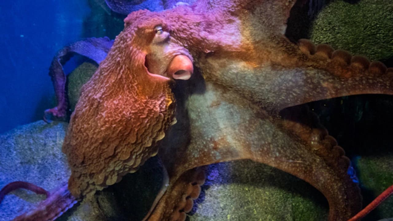 New York Aquarium - Photo 4