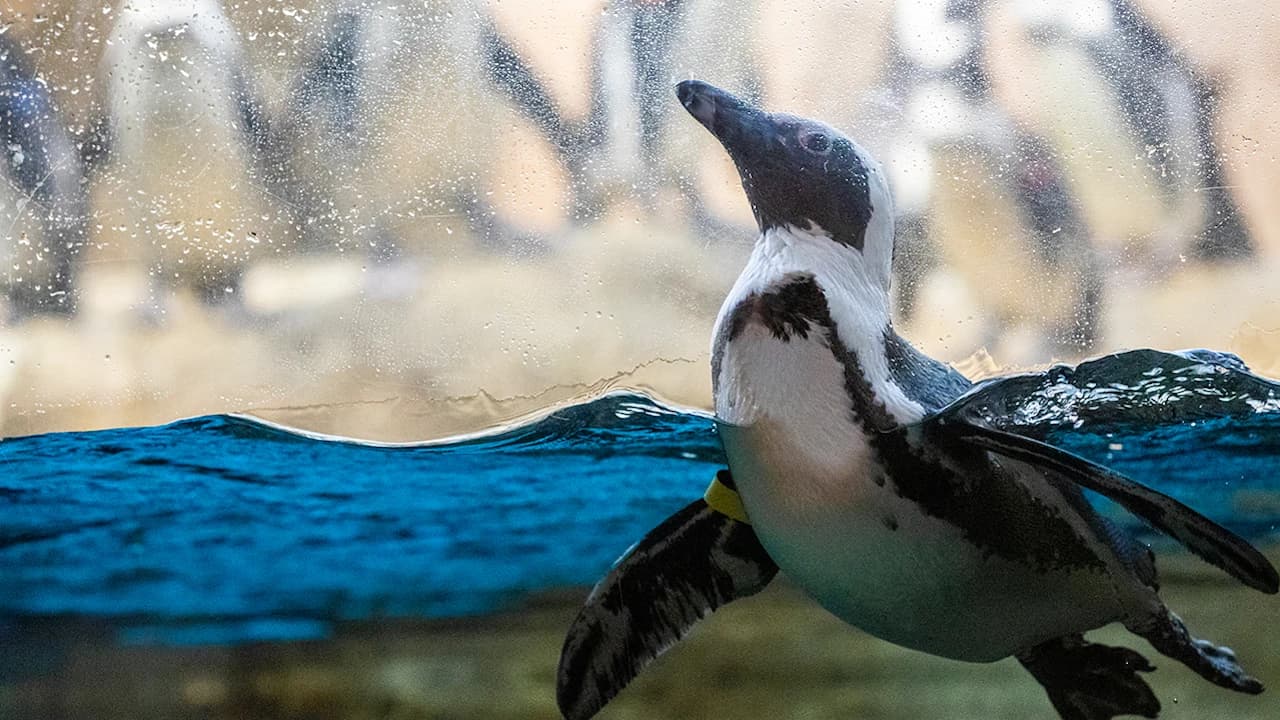 California Academy of Sciences Ticket