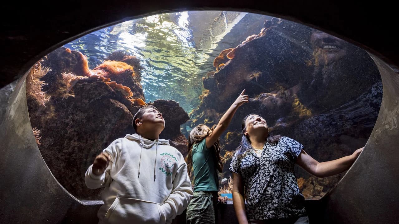 California Academy of Sciences Ticket - image 6
