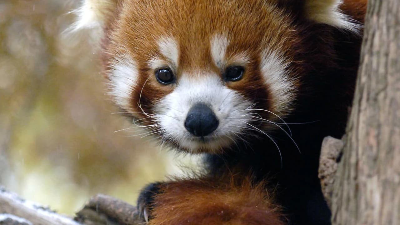 Central Park Zoo - Photo 2