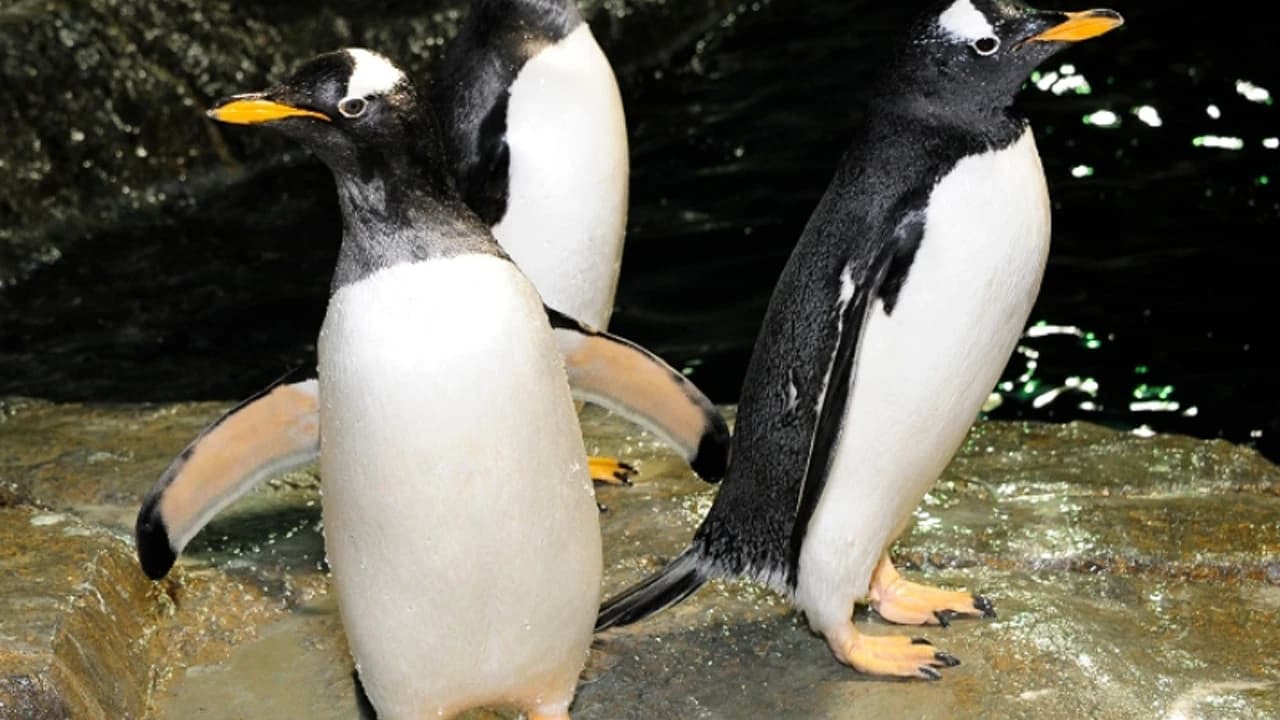 Central Park Zoo - Photo 3